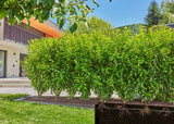 GARDENA Tubo Gocciolante Interrato e di Superficie 13,7 mm (1/2") 1,6 l/h 25 m Micro-Drip-System - 13503-20