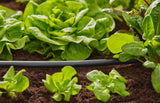 Tubo di Linea Flex da 13 mm (1/2") GARDENA - Art. 1347-26 (50 m) Gardena
