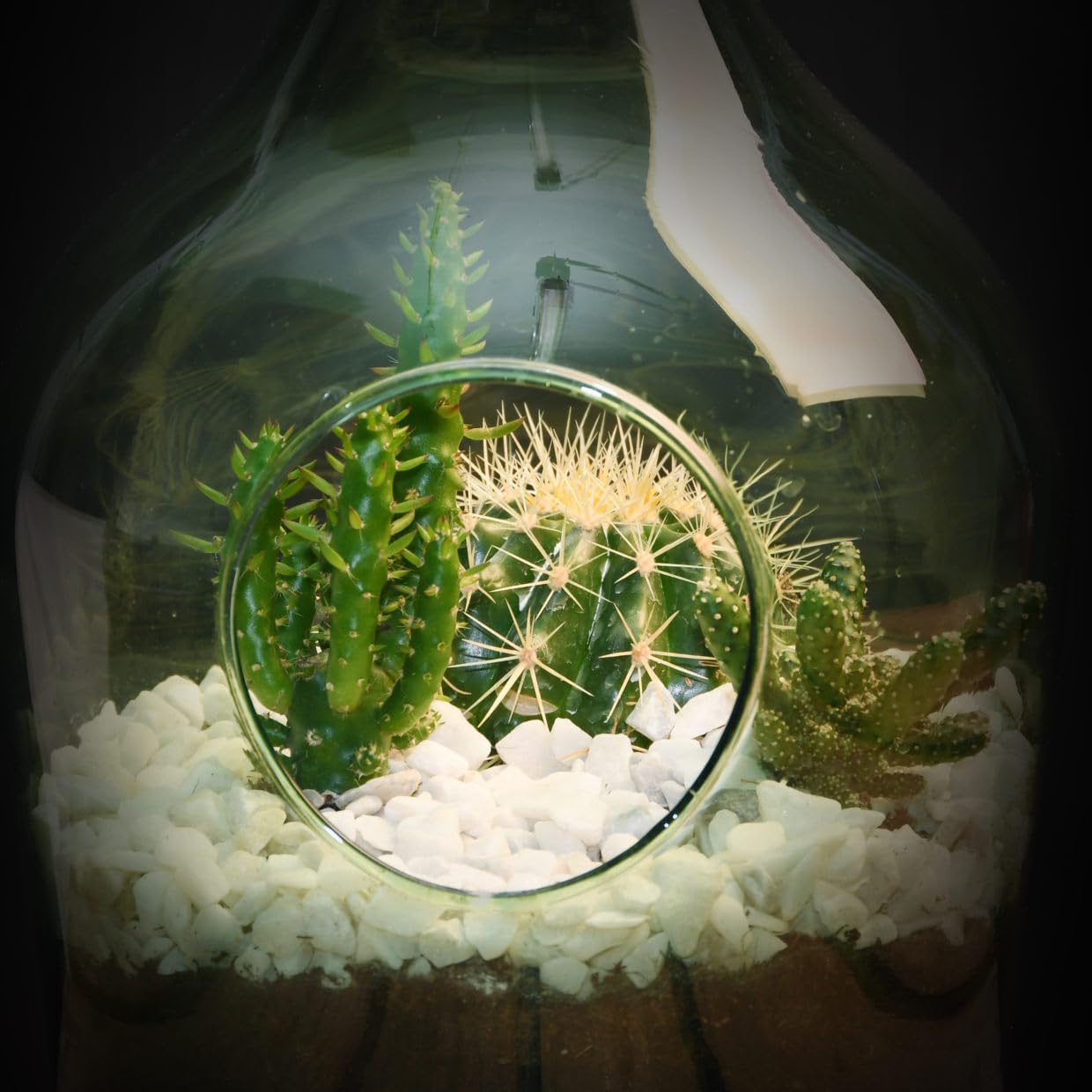 Esschert Design Terrario Aperto in Vetro – Vaso Decorativo per Composizioni Secche (Capacità 5 Litri) Esschert Design