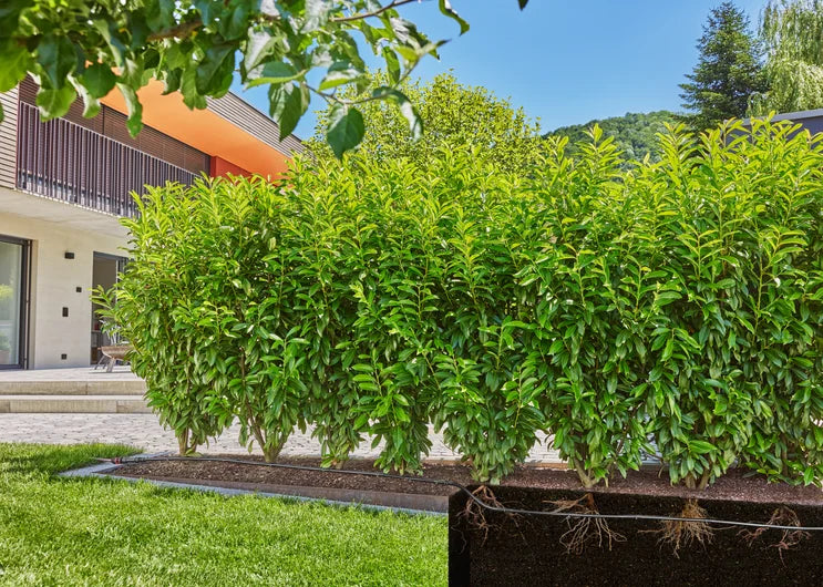 GARDENA Tubo Gocciolante Interrato e di Superficie 13,7 mm (1/2") 1,6 l/h 25 m Micro-Drip-System - 13503-20
