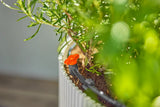 Micro-Drip-System Start Set per Balcone 15 Piante 13401-20
